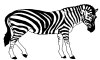 Zebra Training Services